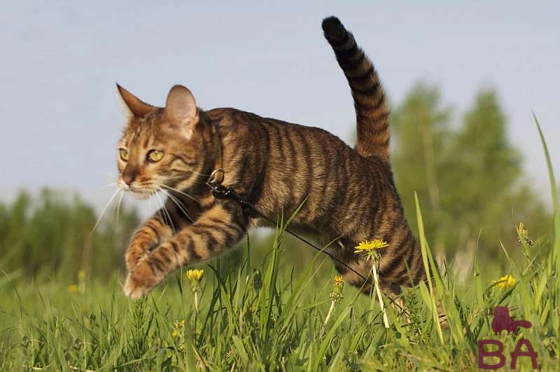 Тойгер: описание породы кошек, происхождение, уход и здоровье