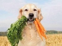 овощи для собаки