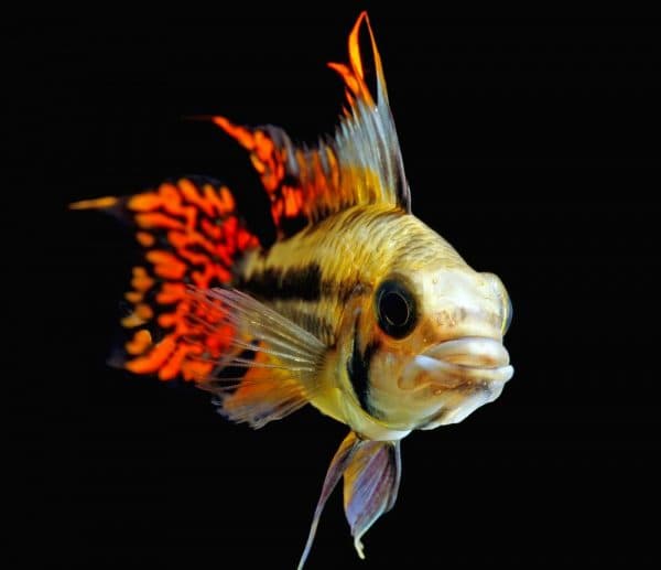 Апистограмма какаду - красивая рыбка