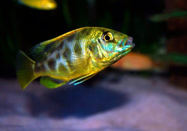 Золотой леопард - удивительная рыбка в аквариуме