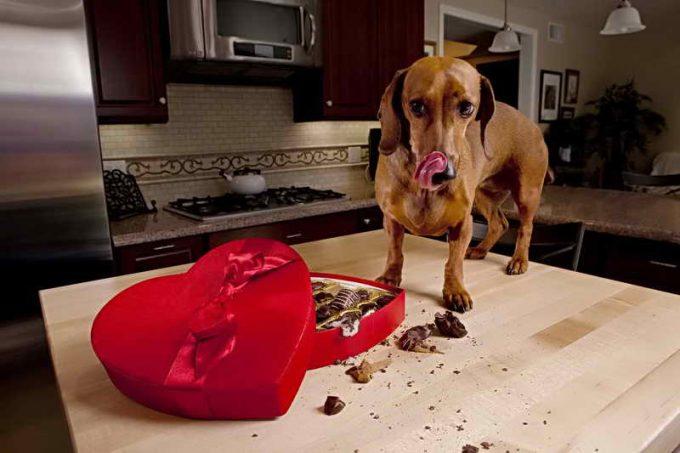 собака съела шоколадные конфеты