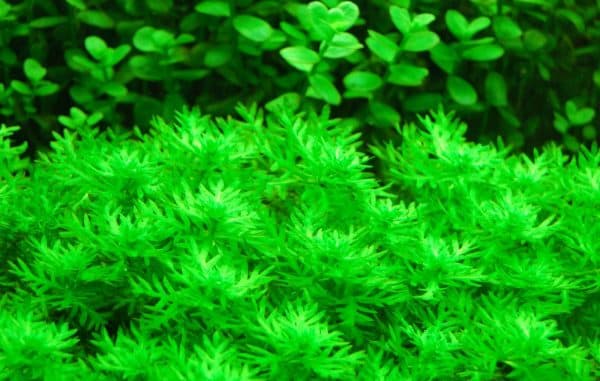 Хоттония - удивительное аквариумное растение