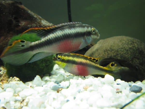 Пельвикахромис пульхер - прекрасная рыбка 