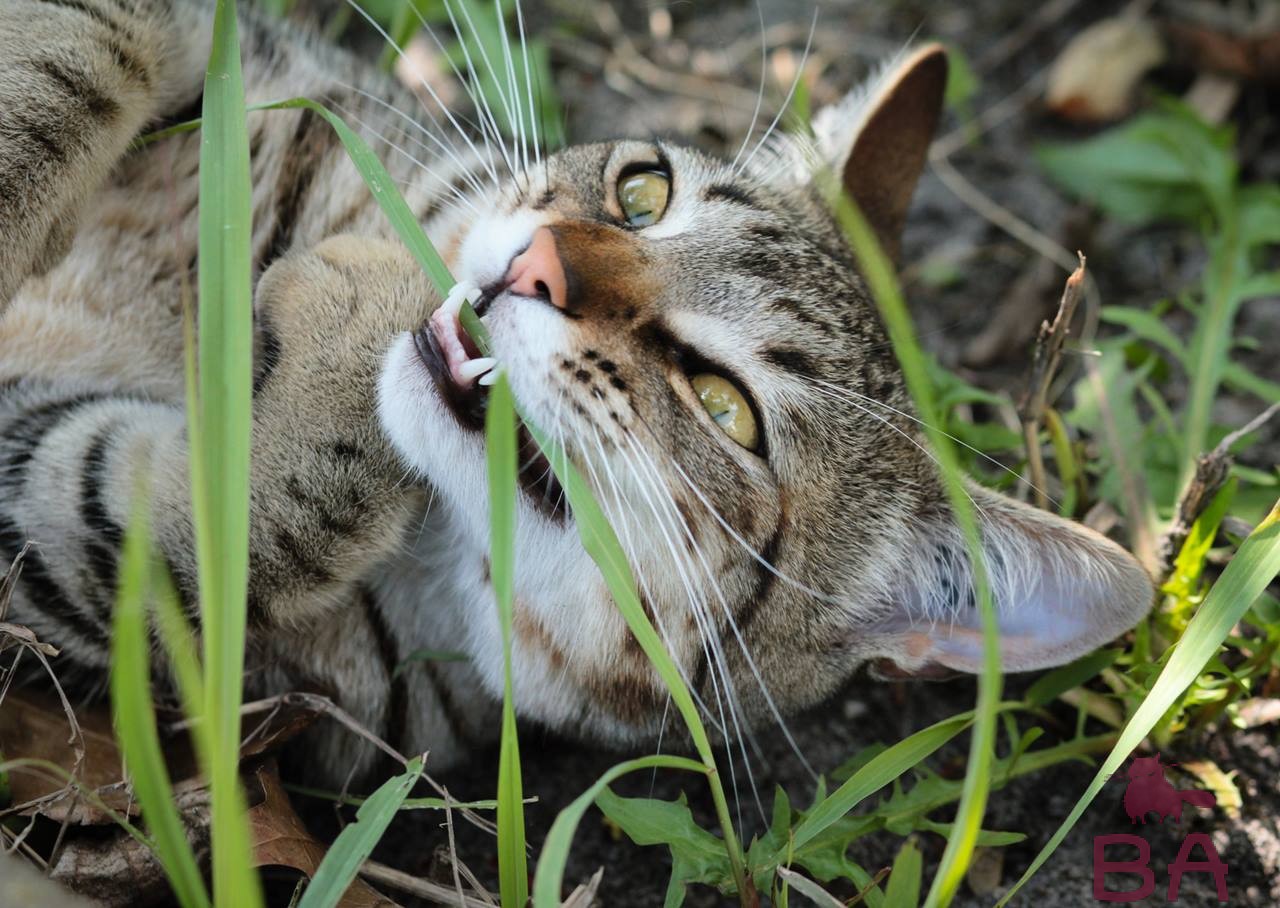 Какая трава подходит для кошек?