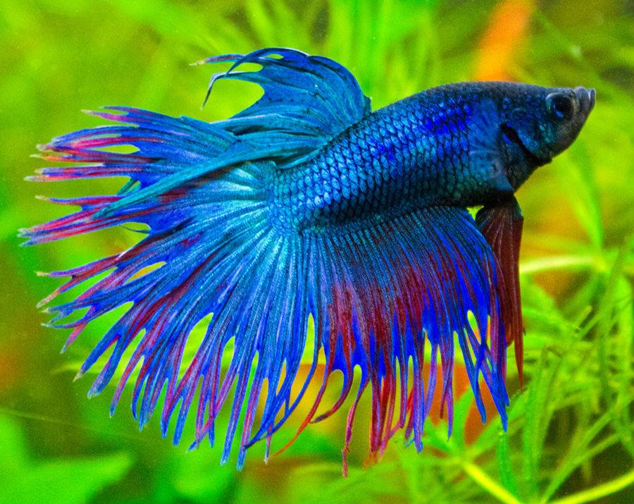 Рыбка петушок синяя