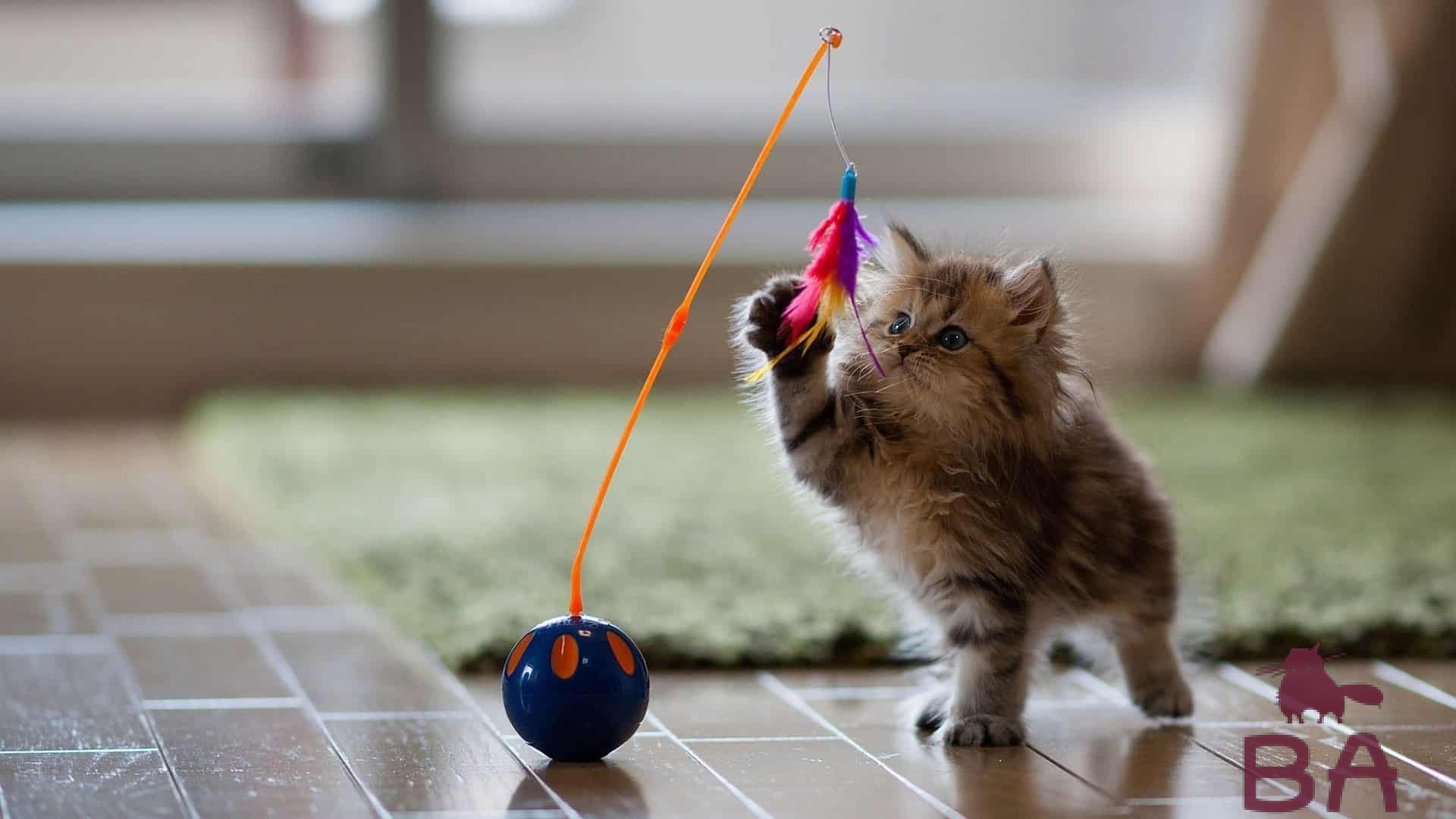 Играющий кот