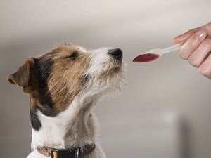 цистит у собаки симптомы и лечение