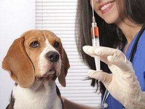 прививка от бешенства собаке