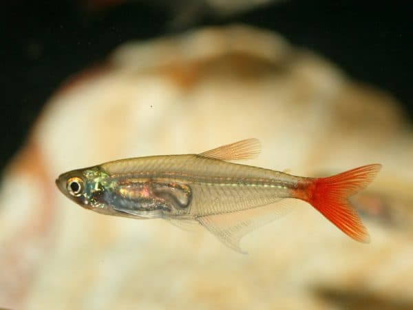 Стеклянная тетра - прекрасная рыбка в аквариуме