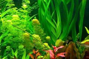 аквариум с жесткими листьями