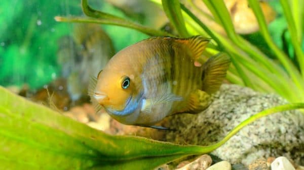 Цихлазома Седжика - удивительная рыбка 