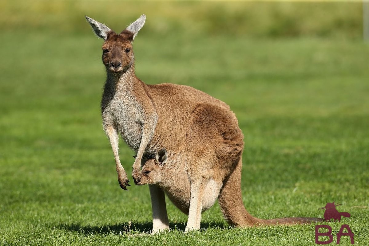 Список сумчатых животных в Австралии