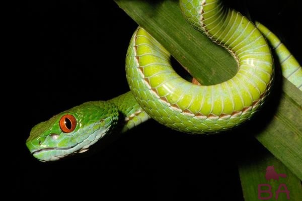 Каким именем можно назвать змею?