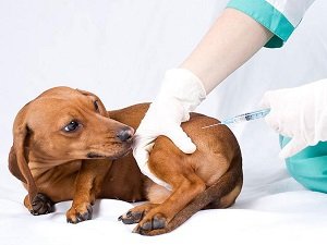 гепатит у собак профилактика