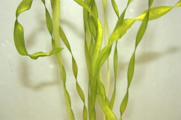 Валлиснерия спиральная - удивительное аквариумное растение