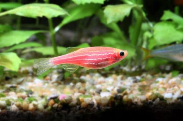Данио розовый - необычная рыбка