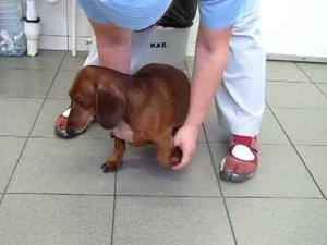 межпозвоночная грыжа у собаки лечение